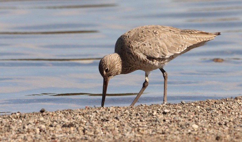 Willet Huron Wetland Management District by Sandra Uecker/USFWS Mountain Prairie is available through Public Domain.